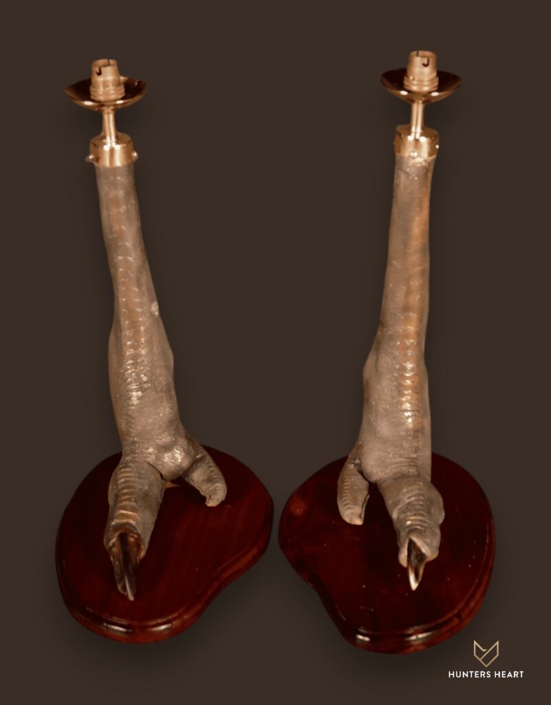 ALT TEXT|Ostrich Curios Taxidermy - Signature Series