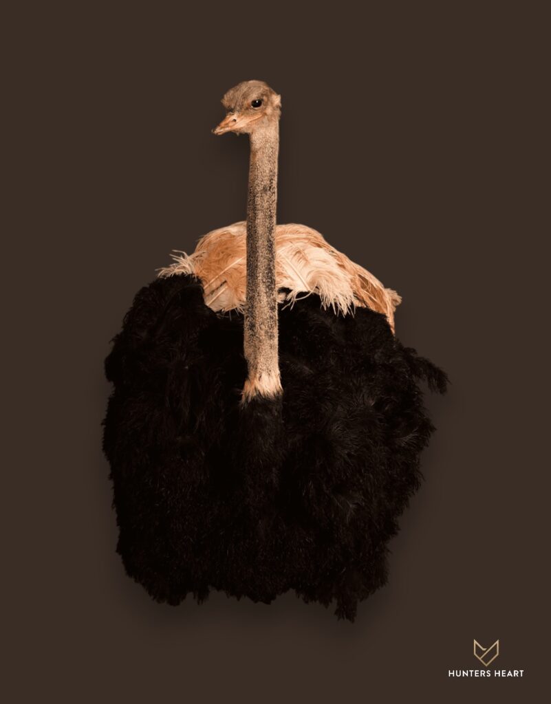 ALT TEXT|Ostrich Shoulder Mount Taxidermy - Masterpiece Collection