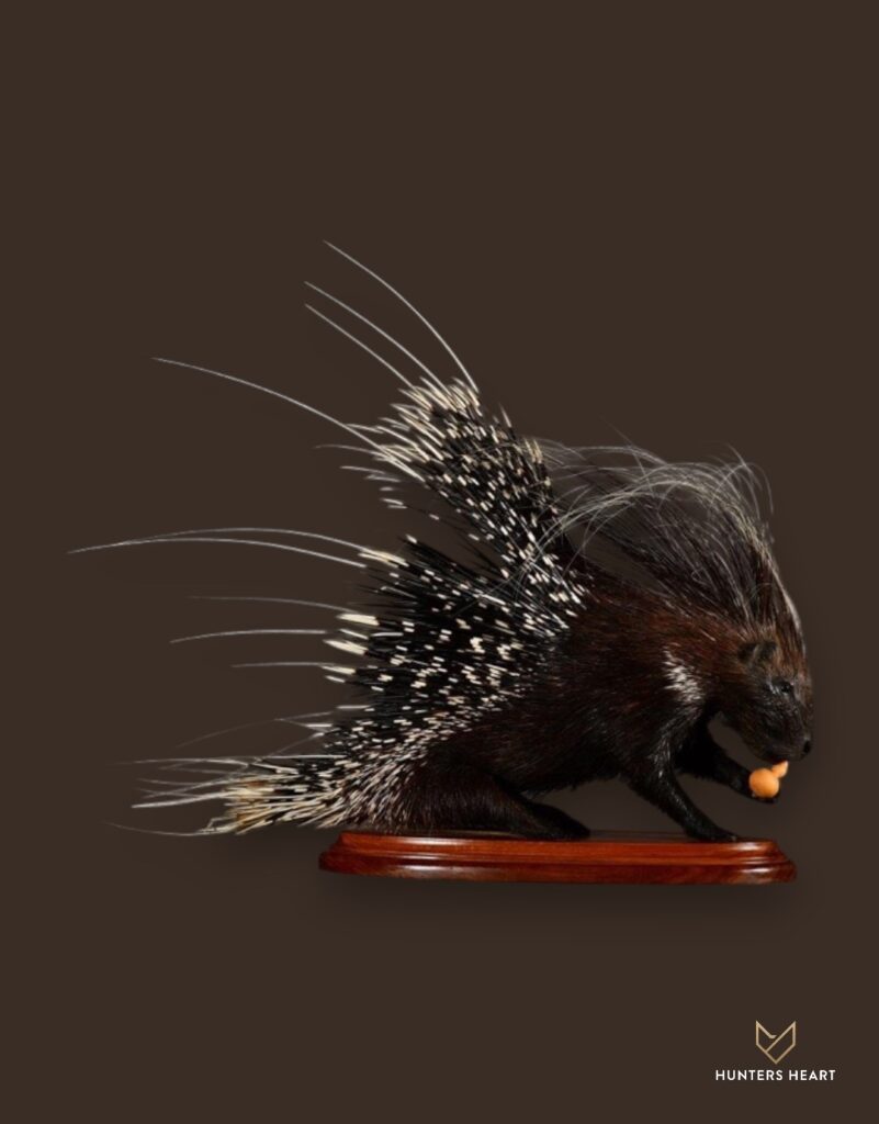 ALT TEXT|Porcupine Life-Size mount Taxidermy - Premium Edition