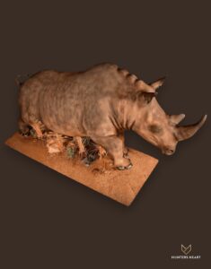 Rhino Life-Size mount Taxidermy - Classic Display