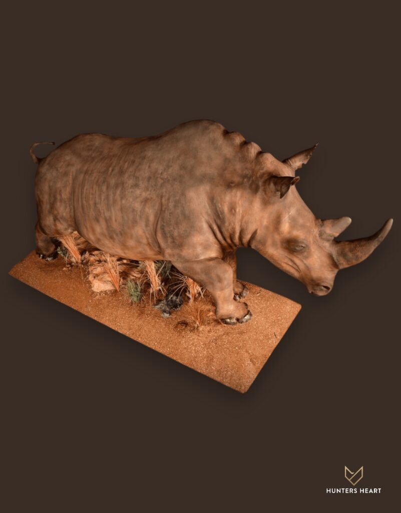 Rhino Life-Size mount Taxidermy - Classic Display