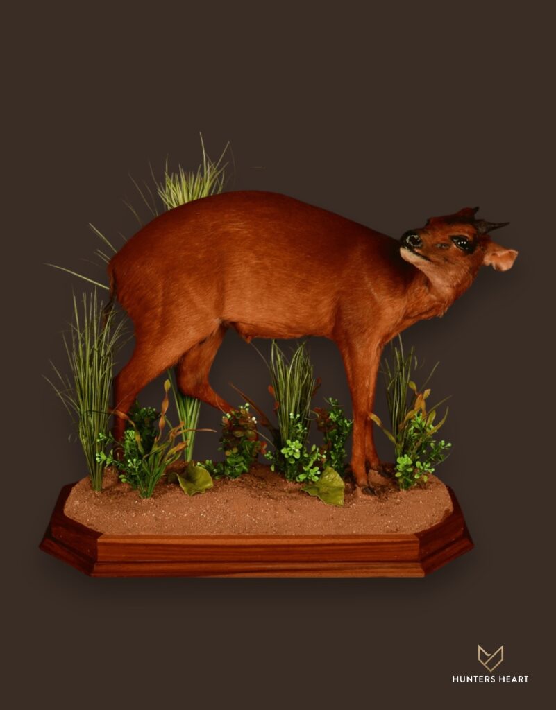 ALT TEXT|Red Duiker Life-Size mount Taxidermy - Premium Edition