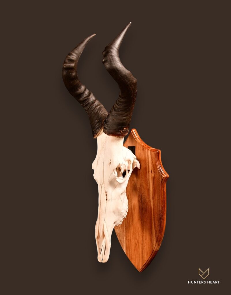 ALT TEXT|Red Hartebeest European Mount Taxidermy - Elite Selection