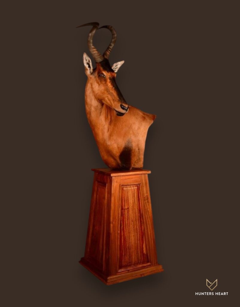 ALT TEXT|Red Hartebeest Floor Pedestal Mount Taxidermy - Exclusive Mount
