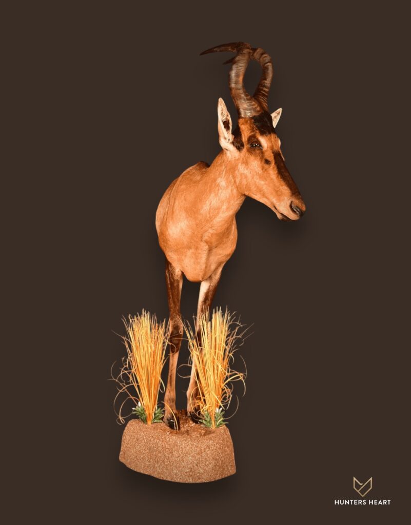 ALT TEXT|Red Hartebeest Half Mount Taxidermy - Prestige Line