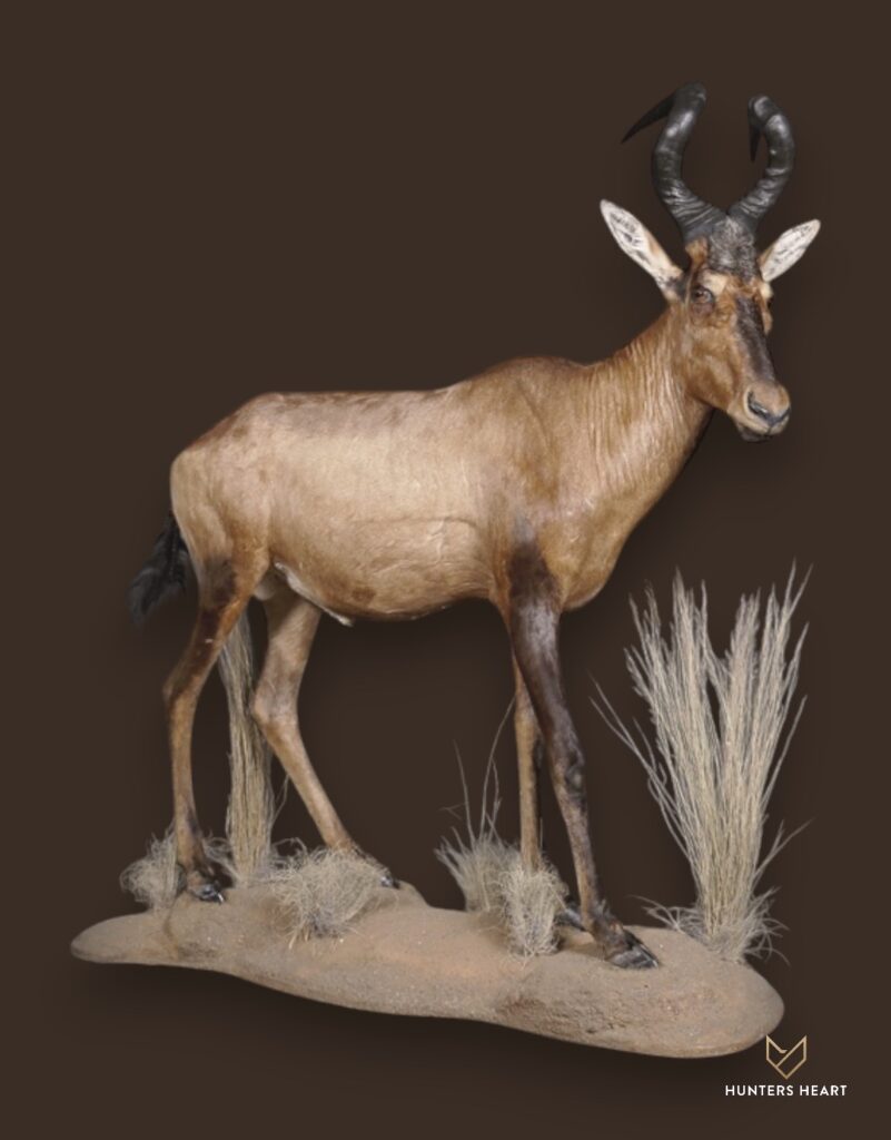 ALT TEXT|Red Hartebeest Life-Size mount Taxidermy - Masterpiece Collection