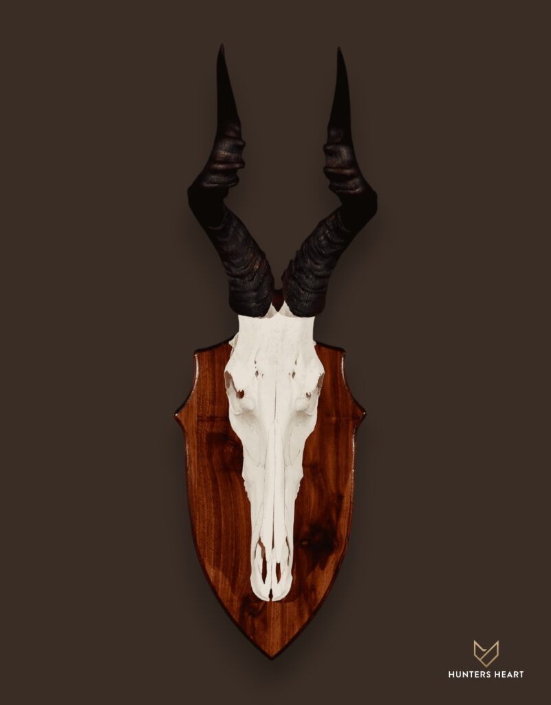 ALT TEXT|Red Hartebeest European Mount Taxidermy - Custom Craftsmanship