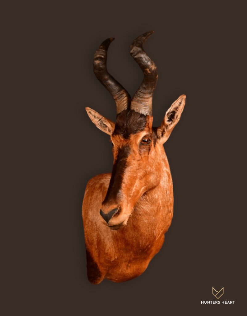 ALT TEXT|Red Hartebeest Wall Mount Taxidermy - Signature Series