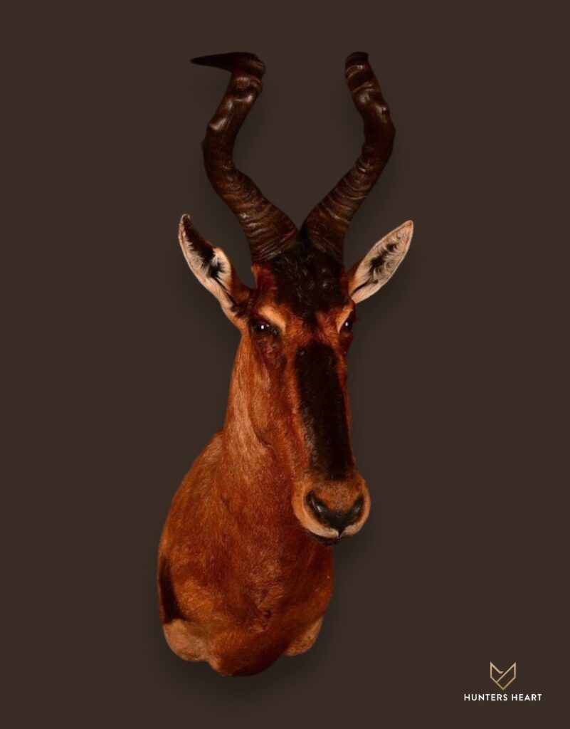 ALT TEXT|Red Hartebeest Wall Mount Taxidermy - Heritage Quality