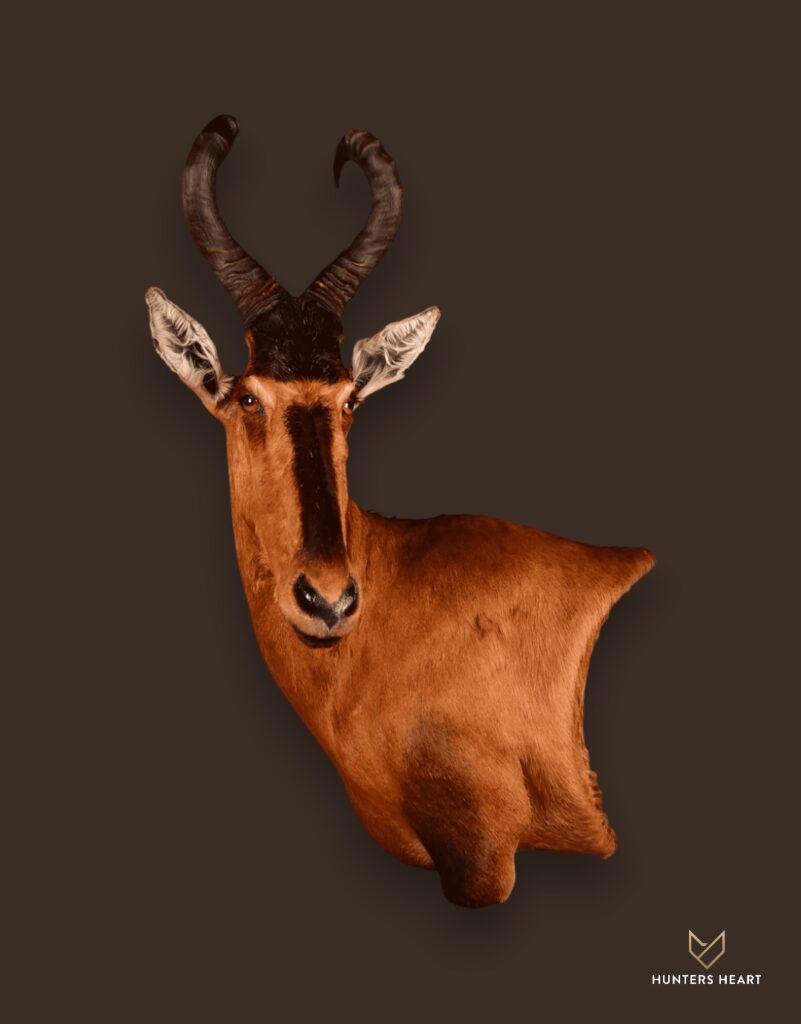 ALT TEXT|Red Hartebeest Wall Mount Taxidermy - Classic Display