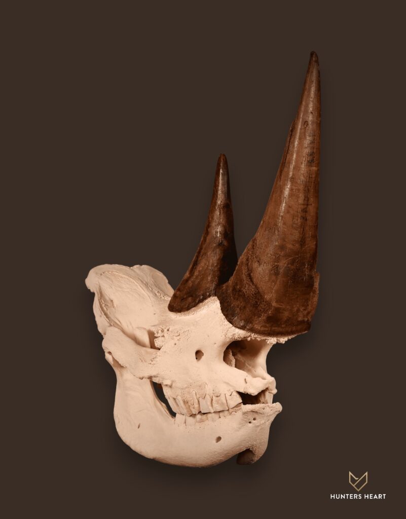ALT TEXT|Rhino Bleached skull Taxidermy - Heritage Quality