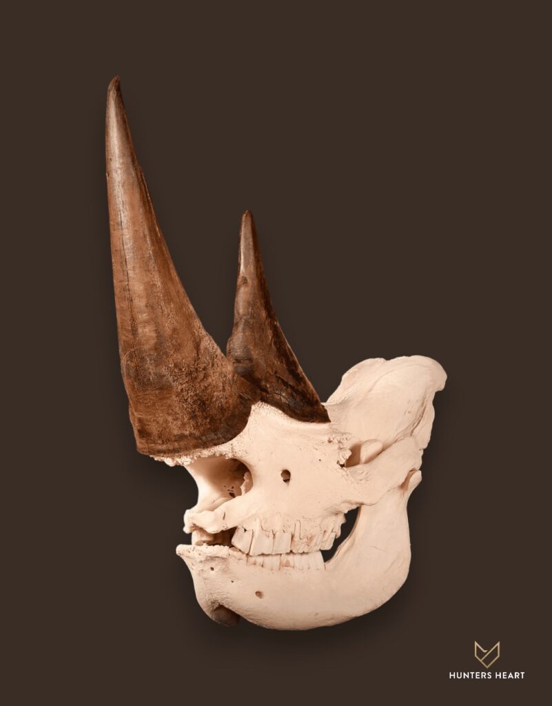 ALT TEXT|Rhino Bleached skull Taxidermy - Classic Display