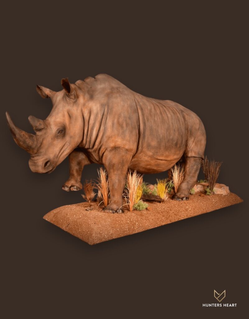 ALT TEXT|Rhino Life-Size mount Taxidermy - Exclusive Mount