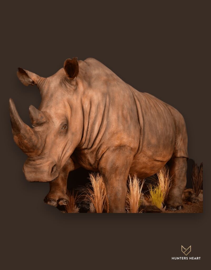 ALT TEXT|Rhino Life-Size mount Taxidermy - Heritage Quality
