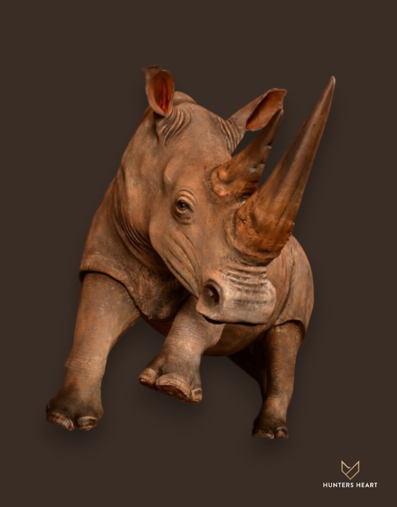 ALT TEXT|Rhino Life-Size mount Taxidermy - Prestige Line