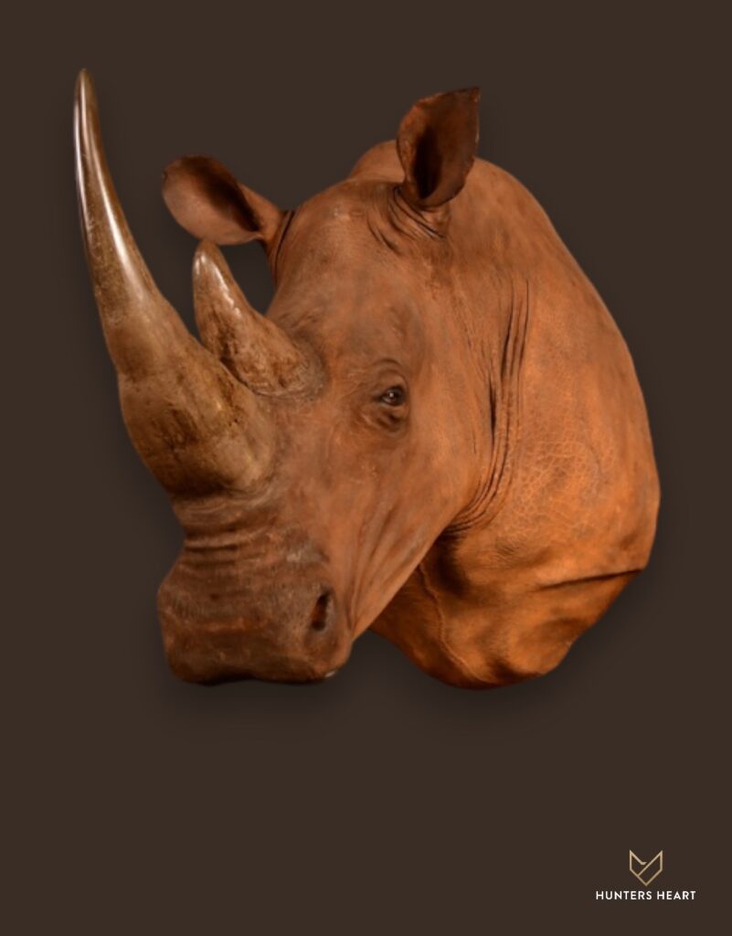 ALT TEXT|Rhino Shoulder Mount Taxidermy - Custom Craftsmanship