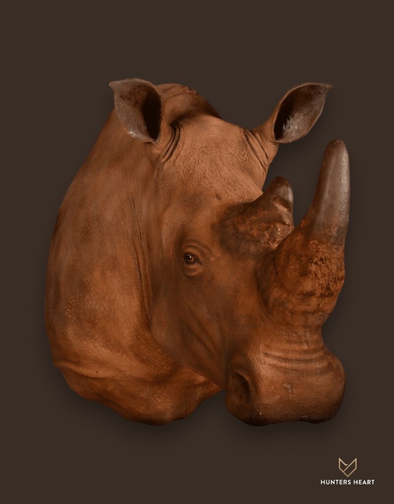 ALT TEXT|Rhino Shoulder Mount Taxidermy - Premium Edition