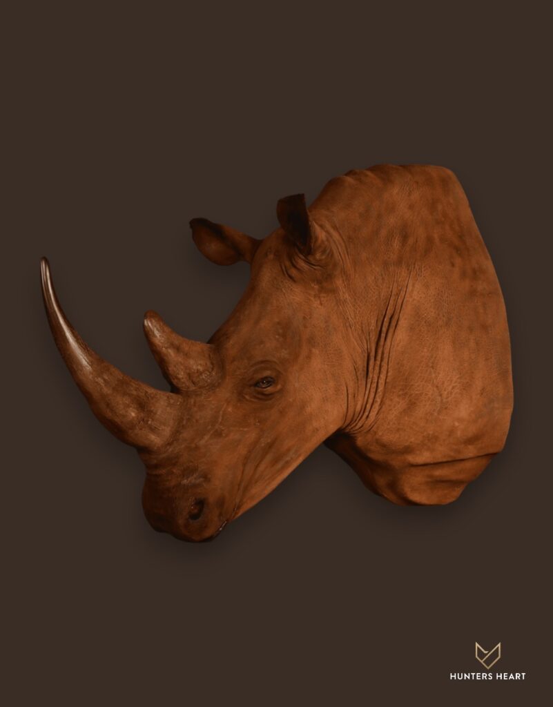 ALT TEXT|Rhino Shoulder Mount Taxidermy - Exclusive Mount