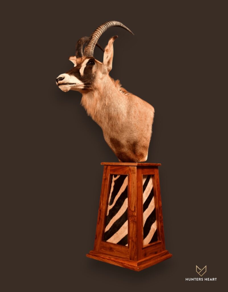 ALT TEXT|Roan Antelope Floor Pedestal Mount Taxidermy - Premium Edition