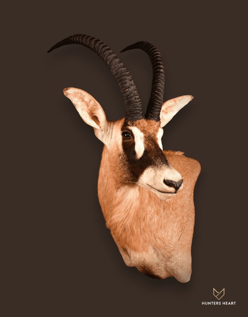 ALT TEXT|Roan Antelope Wall Mount Taxidermy - Exclusive Mount