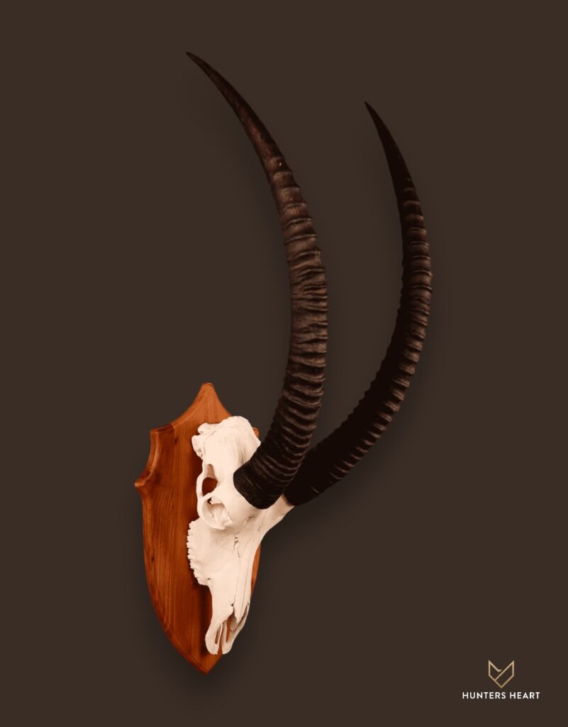 ALT TEXT|Sable Antelope European Mount Taxidermy - Exclusive Mount