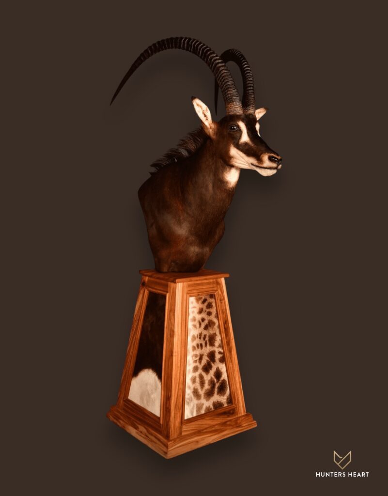 ALT TEXT|Sable Antelope Floor Pedestal Mount Taxidermy - Exclusive Mount