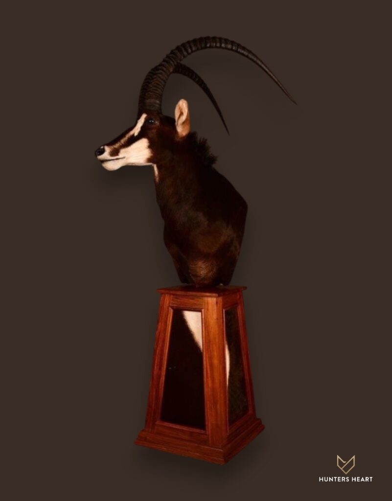 ALT TEXT|Sable Antelope Floor Pedestal Mount Taxidermy - Masterpiece Collection