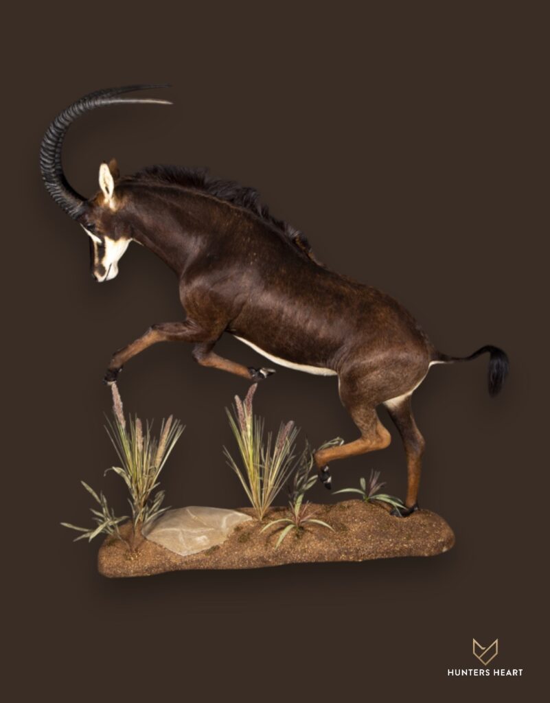 ALT TEXT|Sable Antelope Life-Size mount Taxidermy - Heritage Quality