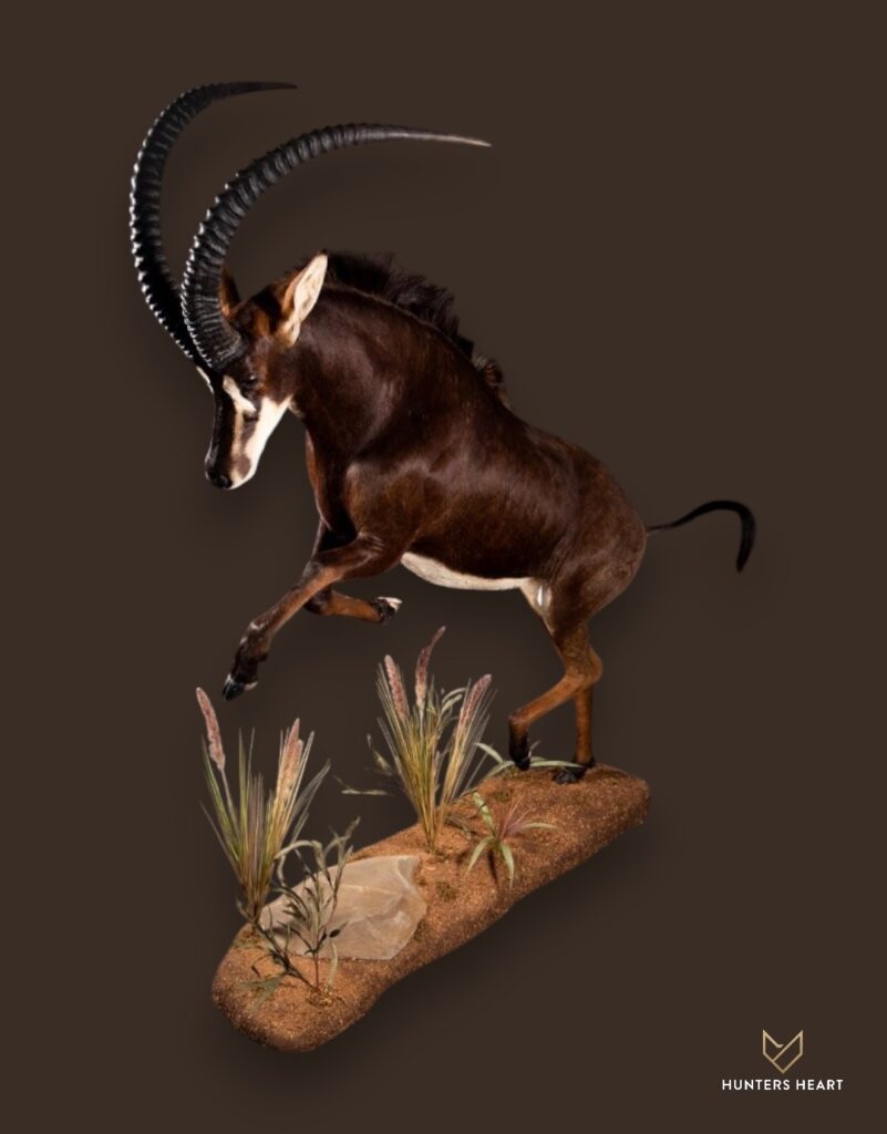 ALT TEXT|Sable Antelope Life-Size mount Taxidermy - Classic Display