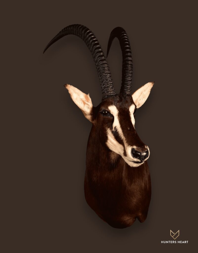 Sable Antelope Wall Mount Taxidermy - Prestige Line