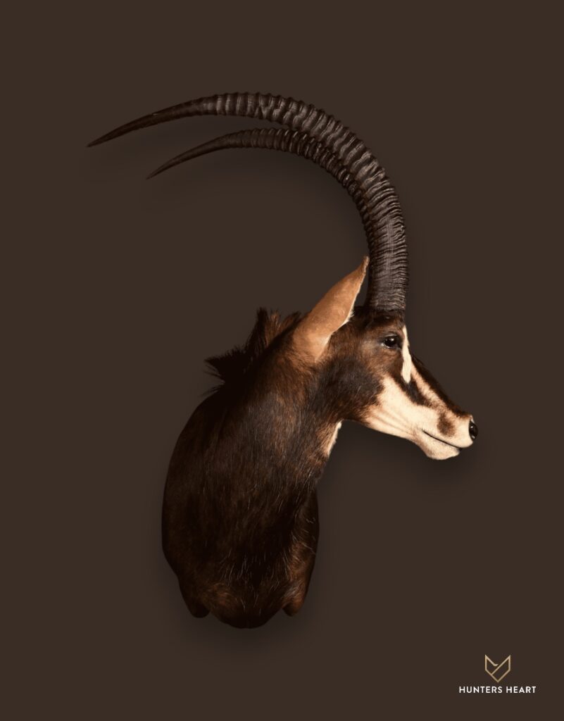 Sable Antelope Wall Mount Taxidermy - Elite Selection