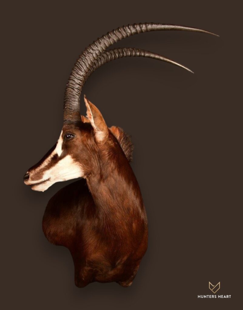 ALT TEXT|Sable Antelope Wall Mount Taxidermy - Artisan Design