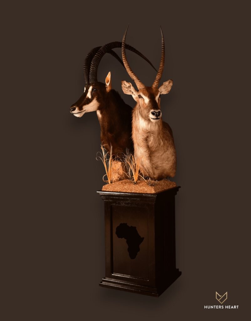 ALT TEXT|Sable & Waterbuck Floor Pedestal Mount Taxidermy - Premium Edition
