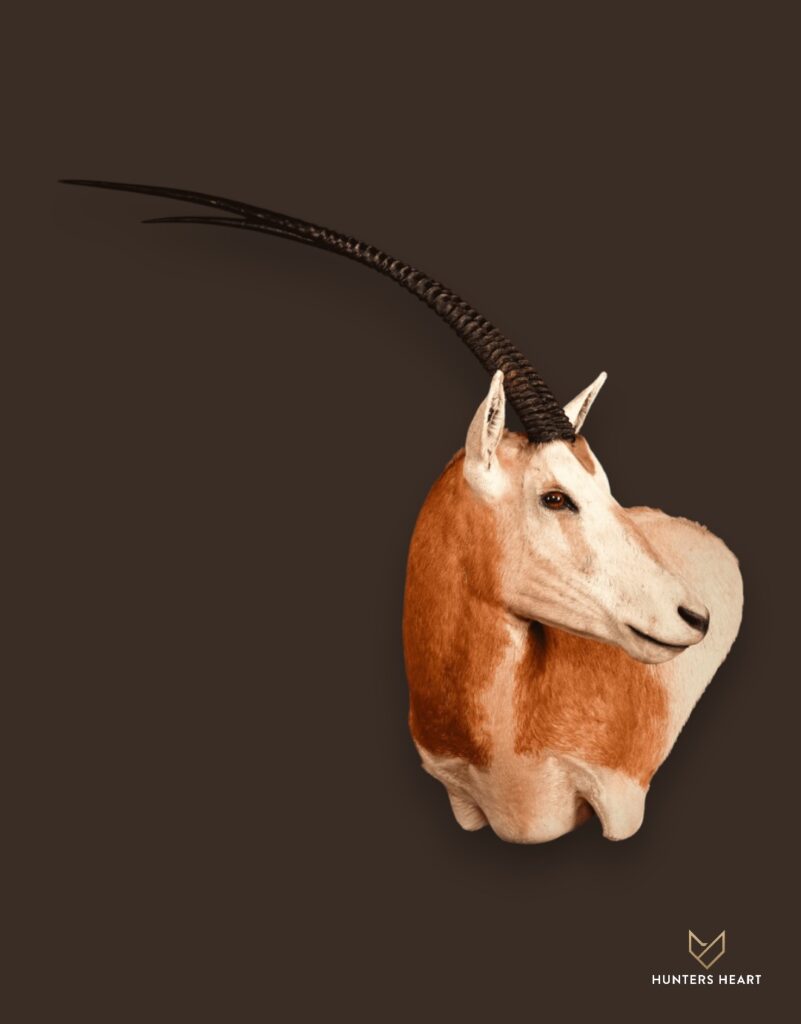ALT TEXT|Scimitar Oryx Wall Mount Taxidermy - Premium Edition