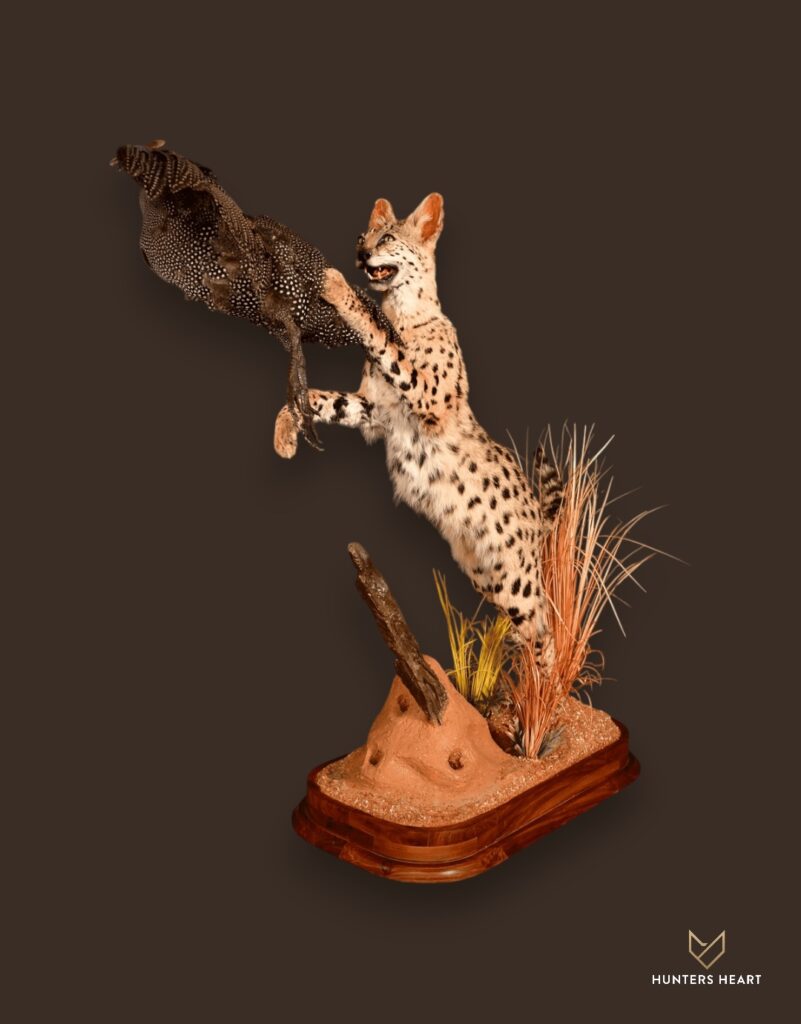 ALT TEXT|Serval Life-Size mount Taxidermy - Exclusive Mount