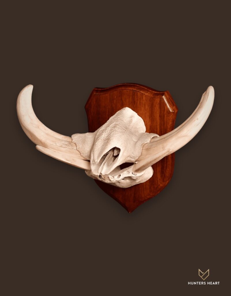 ALT TEXT|Warthog European Mount Taxidermy - Classic Display