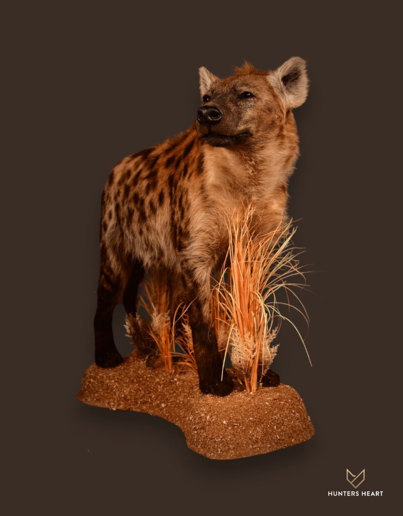 ALT TEXT|Spotted Hyena Life-Size mount Taxidermy - Exclusive Mount