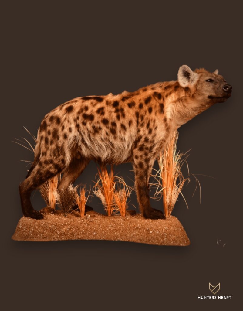 ALT TEXT|Spotted Hyena Life-Size mount Taxidermy - Masterpiece Collection