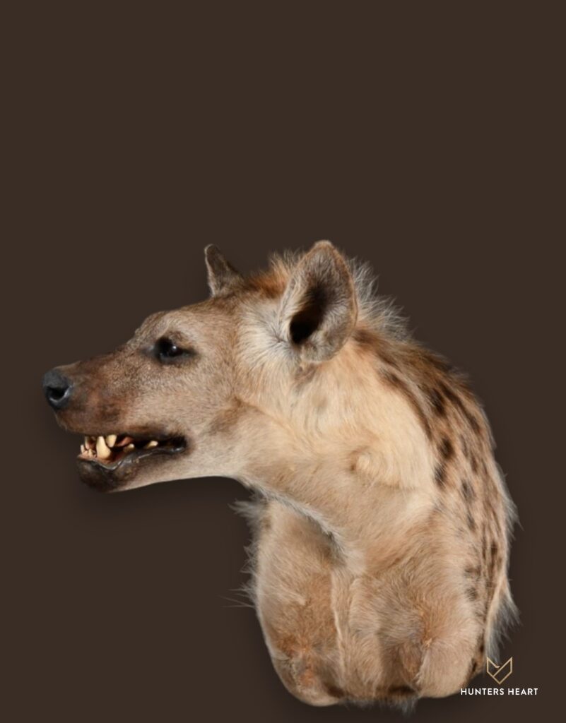 ALT TEXT|Spotted Hyena Shoulder Mount Taxidermy - Signature Series