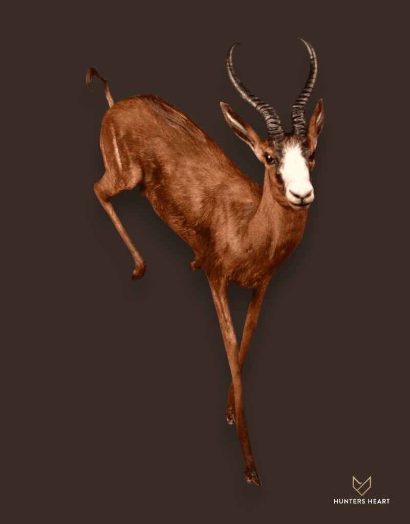 ALT TEXT|Springbuck Life-Size mount Taxidermy - Prestige Line