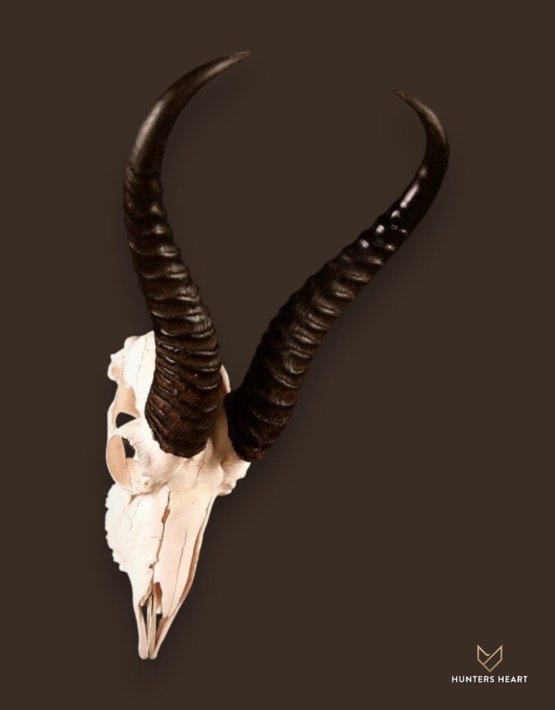 ALT TEXT|Springbuck Bleached skull Taxidermy - Classic Display