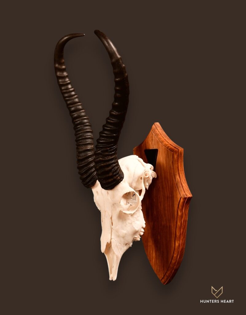 ALT TEXT|Springbuck European Mount Taxidermy - Masterpiece Collection