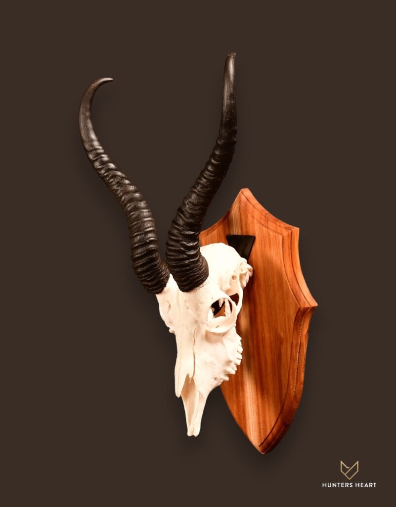 ALT TEXT|Springbuck European Mount Taxidermy - Signature Series