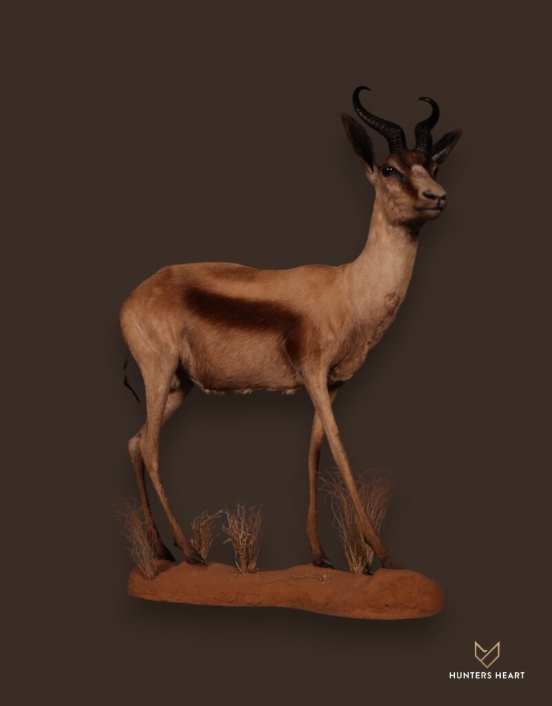 ALT TEXT|Springbuck Life-Size mount Taxidermy - Signature Series