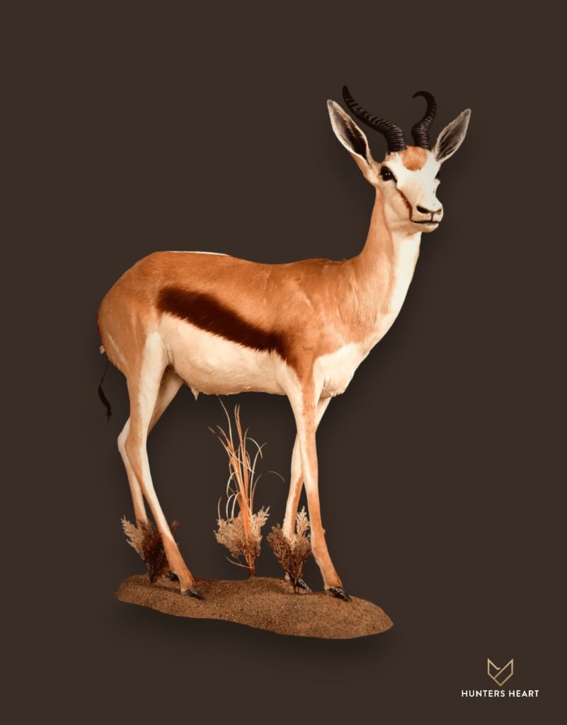 ALT TEXT|Springbuck Life-Size mount Taxidermy - Masterpiece Collection