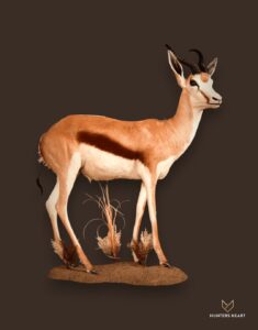 ALT TEXT|Springbuck Life-Size mount Taxidermy - Classic Display