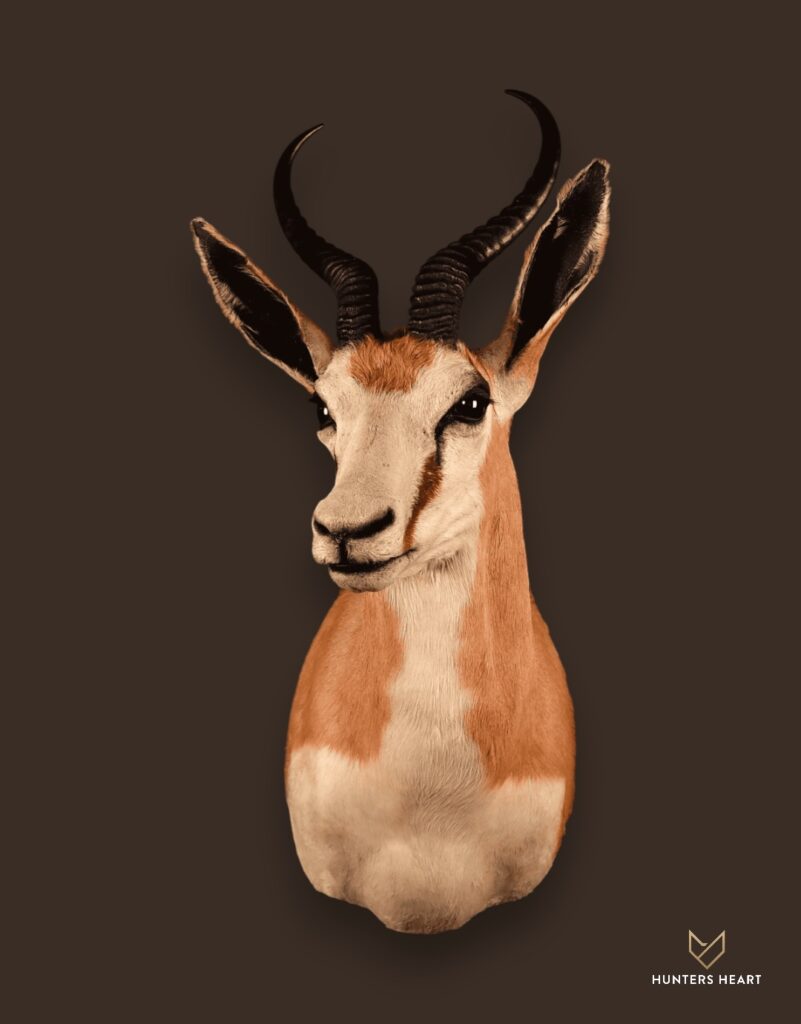 ALT TEXT|Springbuck Wall Mount Taxidermy - Custom Craftsmanship