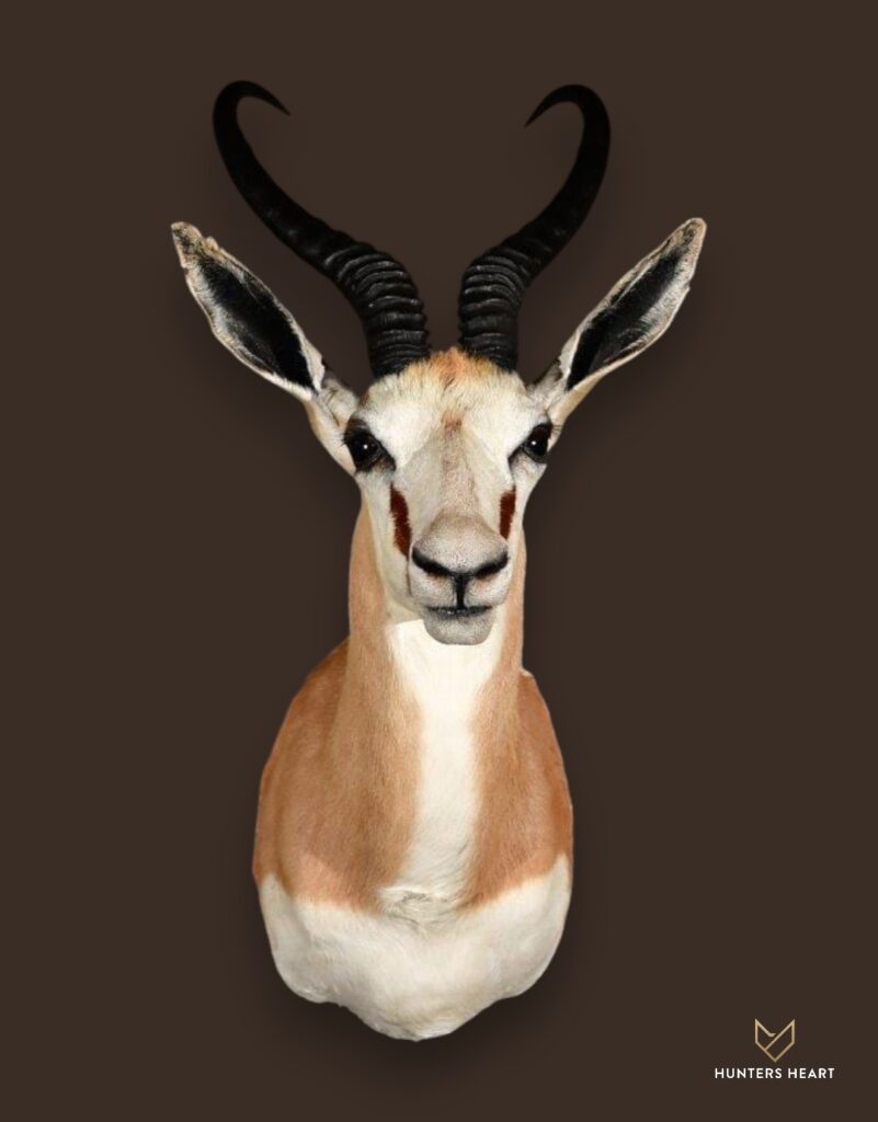 ALT TEXT|Springbuck Wall Mount Taxidermy - Exclusive Mount