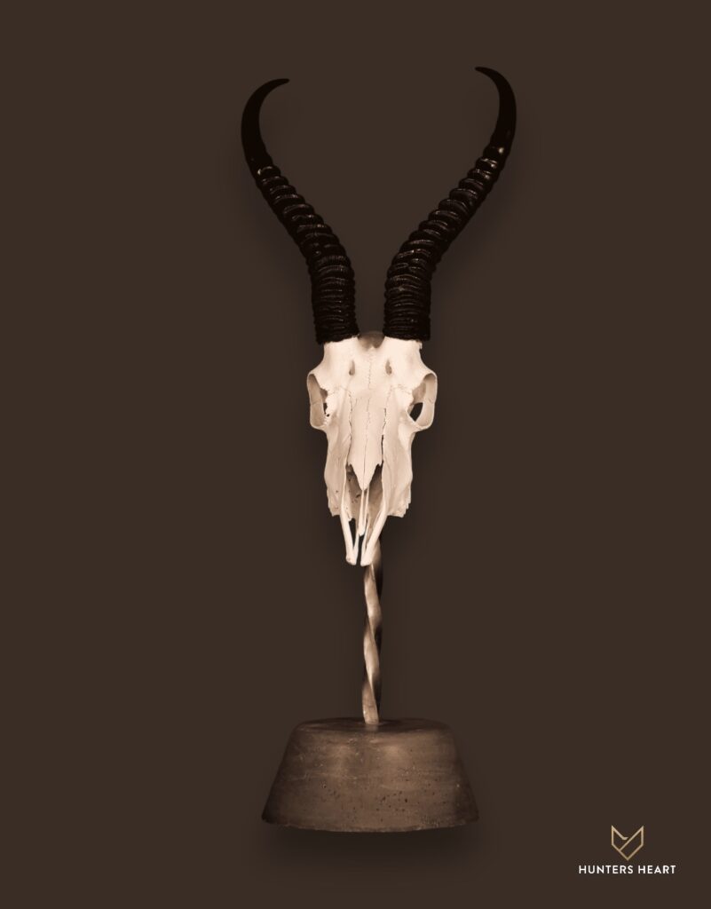 ALT TEXT|Springbuck Tabletop Mount Taxidermy - Prestige Line