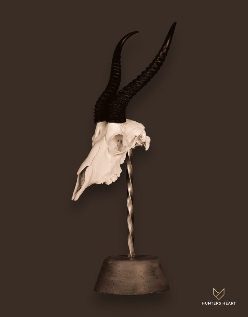 ALT TEXT|Springbuck Skins Taxidermy - Elite Selection